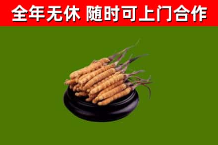 新兴回收冬虫夏草