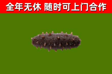 新兴回收海参干